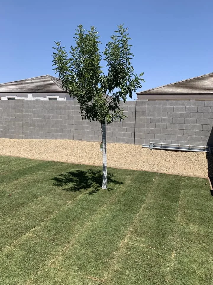 Fresh sod installation beside a young landscape tree